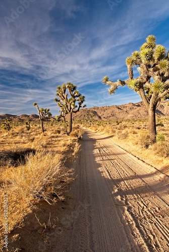 Dirt road entering field of Joshua trees in desert of Joshua Tree National Park