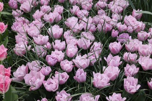 Many beautiful tulip flowers growing outdoors. Spring season