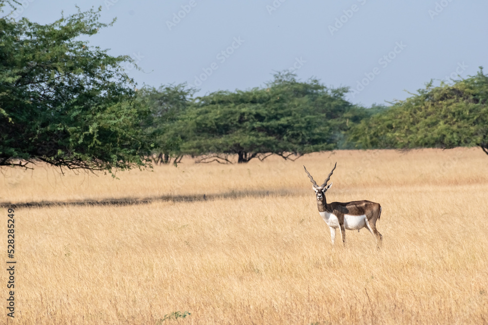 Blackbucks grazing in the grasslands of the Velavadar National Park near Bhavnagar in Gujarat Blackbucks grazing in the grasslands of the Velavadar National Park near Bhavnagar in Gujarat