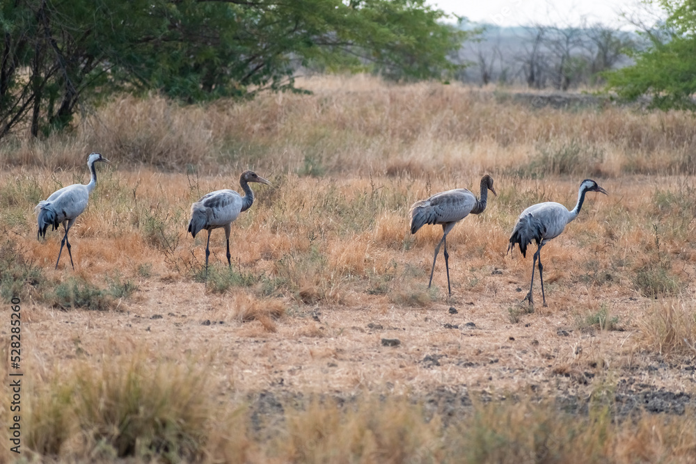 Obraz premium Common crane birds in the grasslands of the Velavadar National Park near Bhavanagar in Gujarat, India.