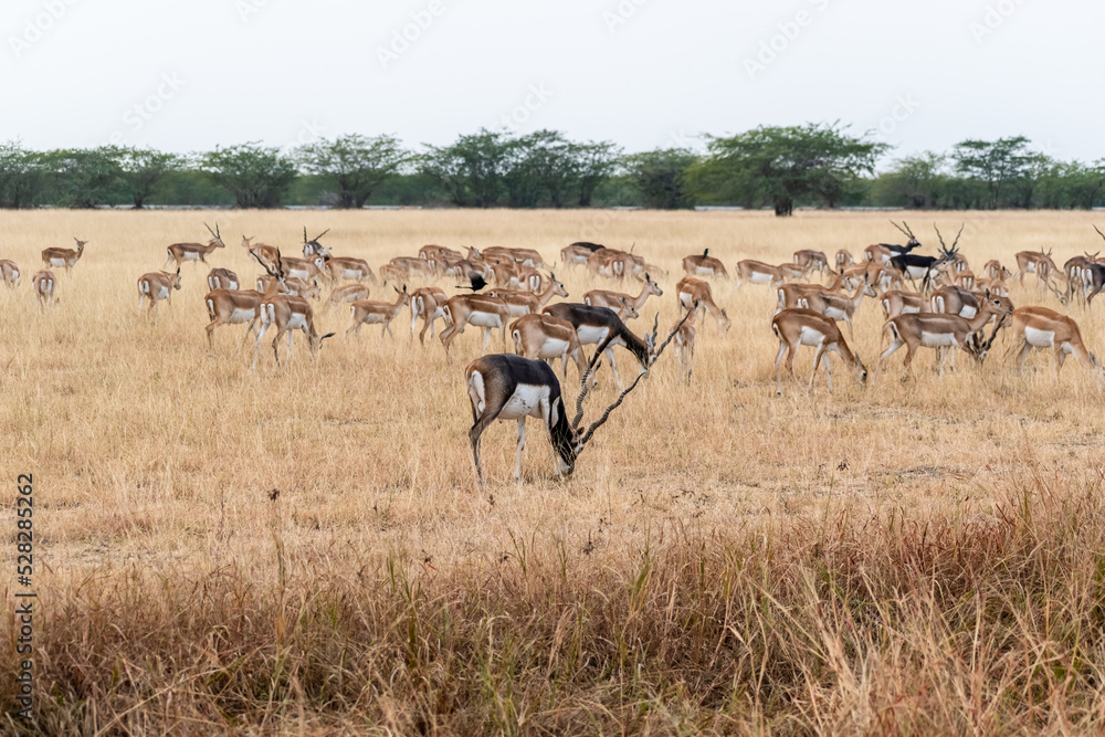 A large herd of blackbucks grazing in the grasslands of the Velavadar National Park near Bhavnagar in Gujarat. A large herd of blackbucks grazing in the grasslands of the Velavadar National Park near Bhavnagar in Gujarat.