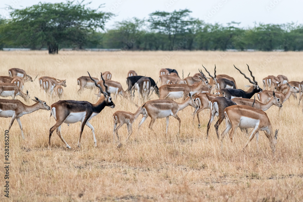 A large herd of blackbucks grazing in the grasslands of the Velavadar National Park near Bhavnagar in Gujarat. A large herd of blackbucks grazing in the grasslands of the Velavadar National Park near Bhavnagar in Gujarat.