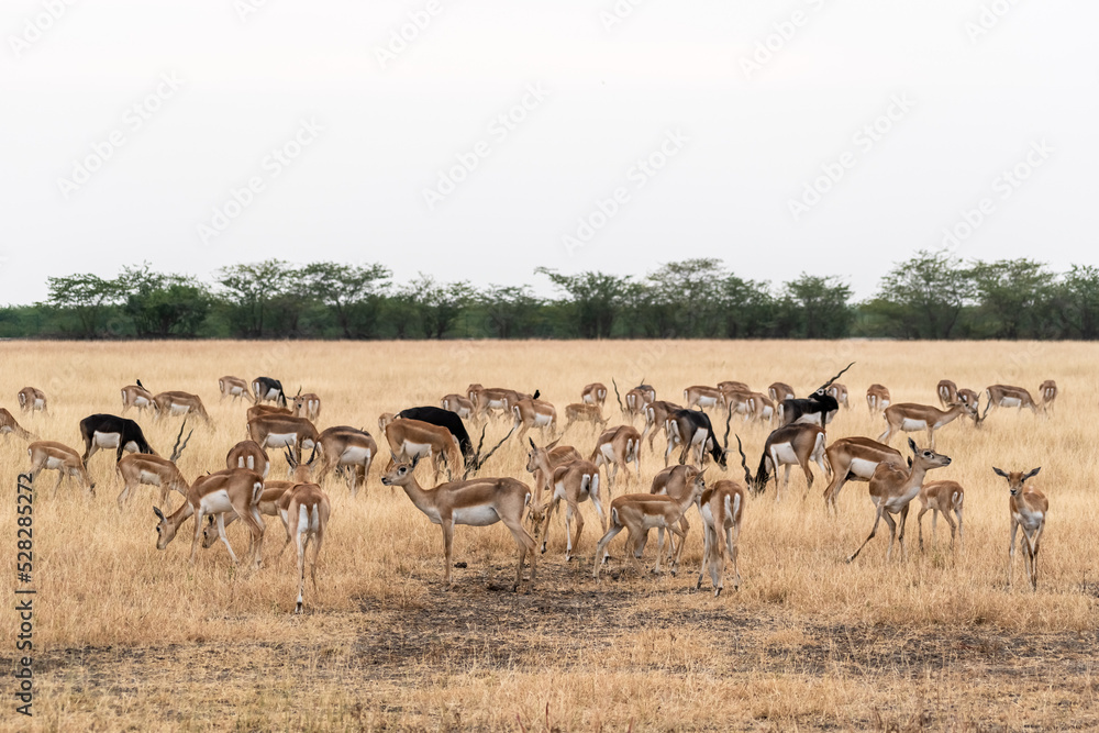 Φωτογραφία A large herd of blackbucks grazing in the grasslands of the Velavadar National Park near Bhavnagar in Gujarat