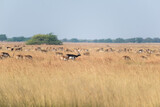 A large herd of blackbucks grazing in the vast grasslands of the Velavadar National Park near Bhavnagar in Gujarat, India.