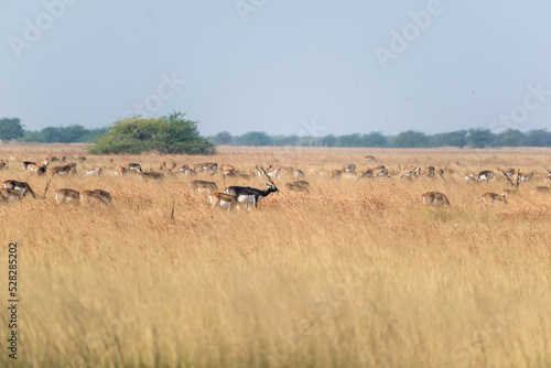 A large herd of blackbucks grazing in the vast grasslands of the Velavadar National Park near Bhavnagar in Gujarat  India.