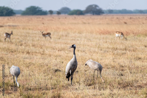 Common crane birds in the grasslands of the Velavadar National Park near Bhavanagar in Gujarat  India.