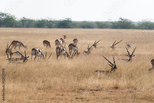 A herd of blackbucks grazing in the grasslands of the Velavadar National Park near Bhavnagar in Gujarat.
