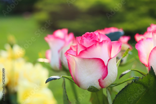 Beautiful pink roses in garden  closeup. Space for text