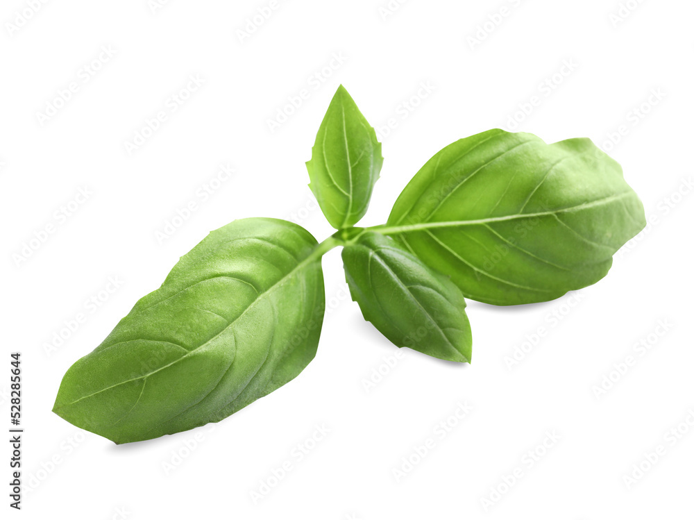 Aromatic green basil sprig isolated on white. Fresh herb Aromatic green basil sprig isolated on white. Fresh herb