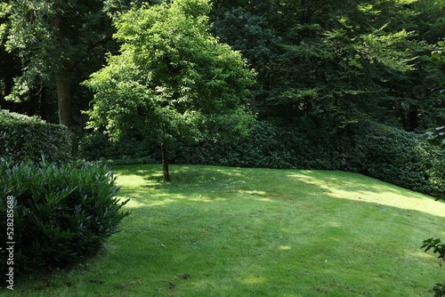 Beautiful lawn with green grass and bushes outdoors