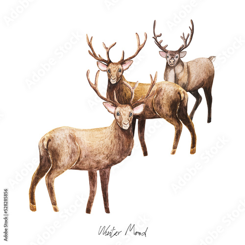 Winter Reindeer, Christmas, Watercolor clipart for postcards