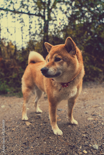 Portrait of shiba inu with a red bow tie