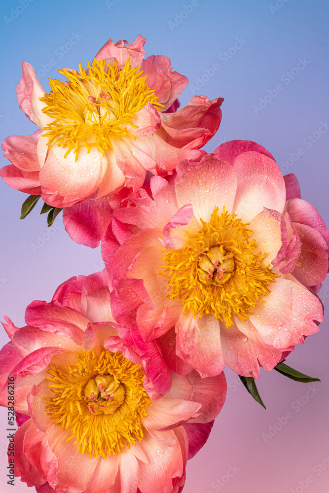 Three blooming peony on gradient background Three blooming peony on gradient background