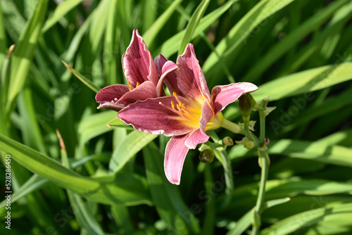 Red lily flowers close-up in the summer garden. Beautiful daylily flowers in the afternoon.