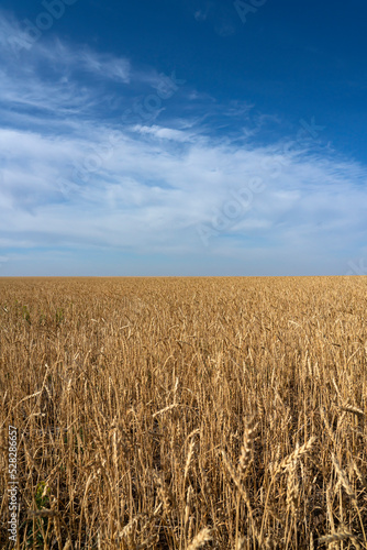 Wheat field on a sunny day. Field before harvest. Vertical background. High quality photo