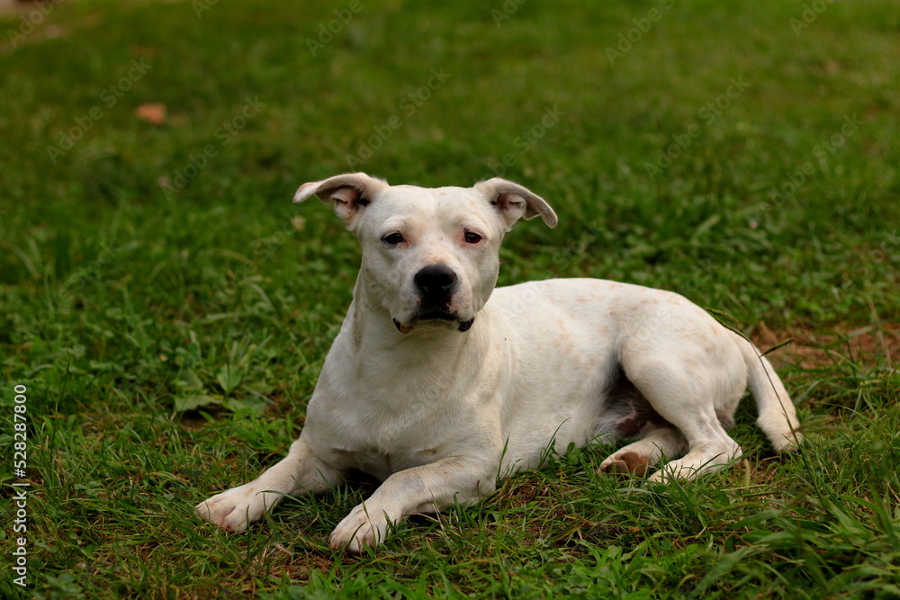 Park çimleri üzerinde etrafı izleyen pitbull cinsi bir köpek