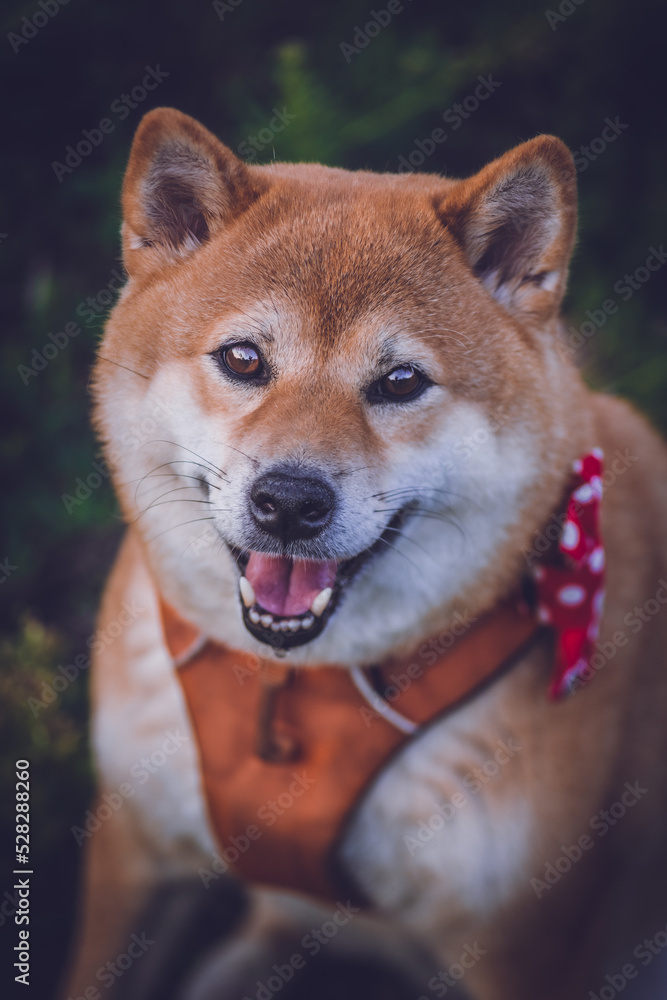 Beautiful portrait of shiba inu dog with a red bow tie
