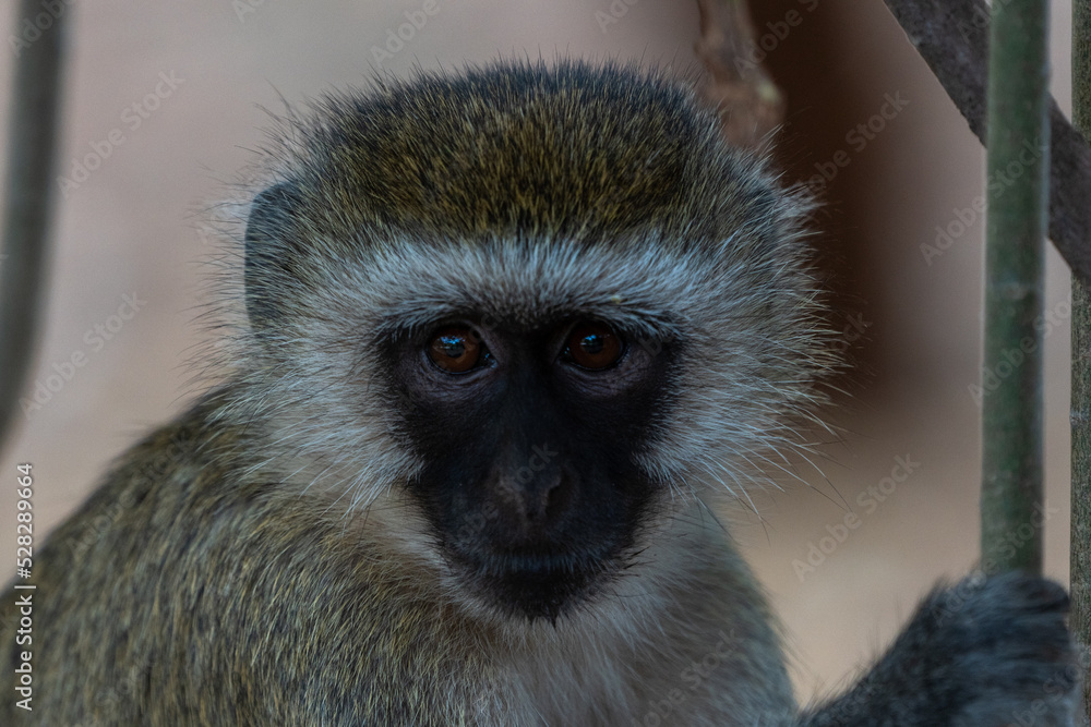 Beautiful portrait of a vervet monkey near the Amboseli national park in Kenya, Africa Beautiful portrait of a vervet monkey near the Amboseli national park in Kenya, Africa