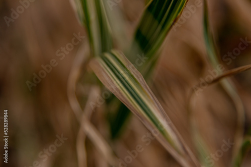 background in the form of leaves close-up. dry foliage. beige background. autumn grass close-up.