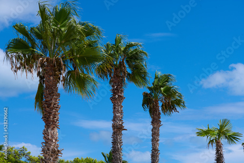 Fototapeta Naklejka Na Ścianę i Meble -  Pierzaste liście palm lśnią na wietrze, a ich pnie ciekawią strukturą.