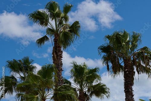 Fototapeta Naklejka Na Ścianę i Meble -  Pierzaste liście palm lśnią na wietrze, a ich pnie ciekawią strukturą.
