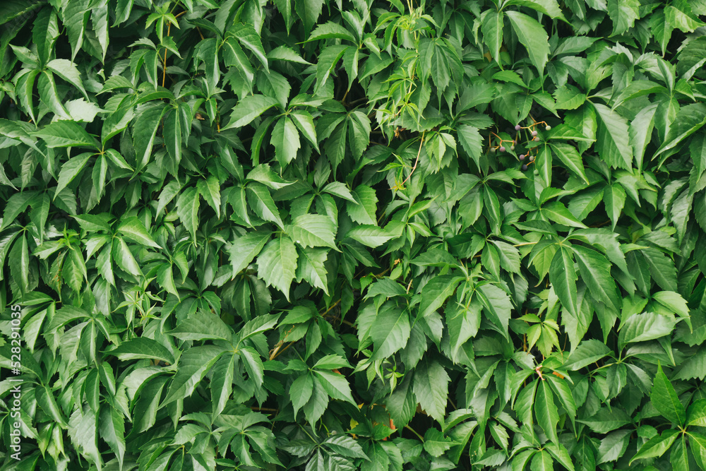 Climber plant background. Creeper plant texture. Gedge bush pattern. Natural summer wall. Home outdoor decoration. Green leaves texture.
