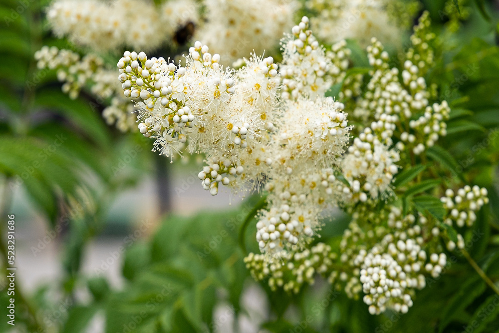 Beautiful white flowers of fieldfare bush close-up. Bumblebees and bees feed on the nectar of fieldfare flowers. Summer nature of flowering. Beautiful white flowers of fieldfare bush close-up. Bumblebees and bees feed on the nectar of fieldfare flowers. Summer nature of flowering.