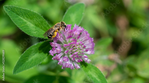 Native bee on clover © Becky