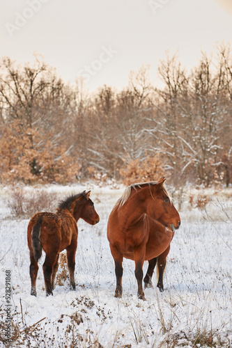 Group of horses in a field with snow in winter © Christian