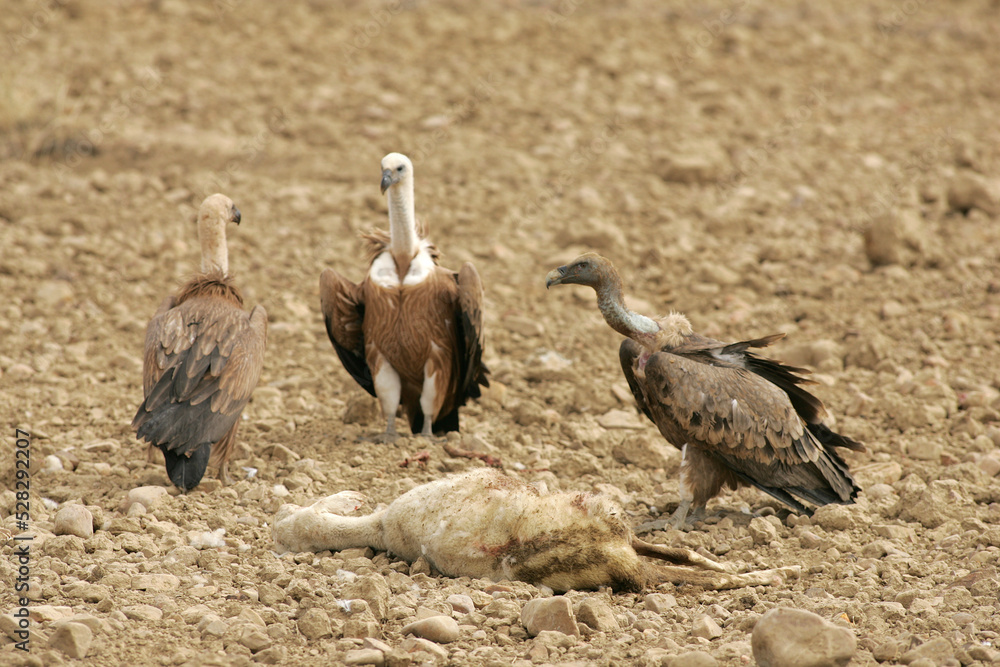 Group of vultures eating a sheep Group of vultures eating a sheep