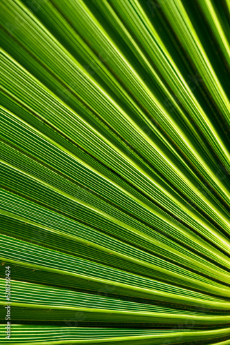 Fototapeta Naklejka Na Ścianę i Meble -  Struktura i desenie liści palmowych są niezwykle regularne