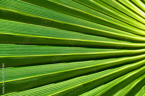 Fototapeta Naklejka Na Ścianę i Meble -  Struktura i desenie liści palmowych są niezwykle regularne