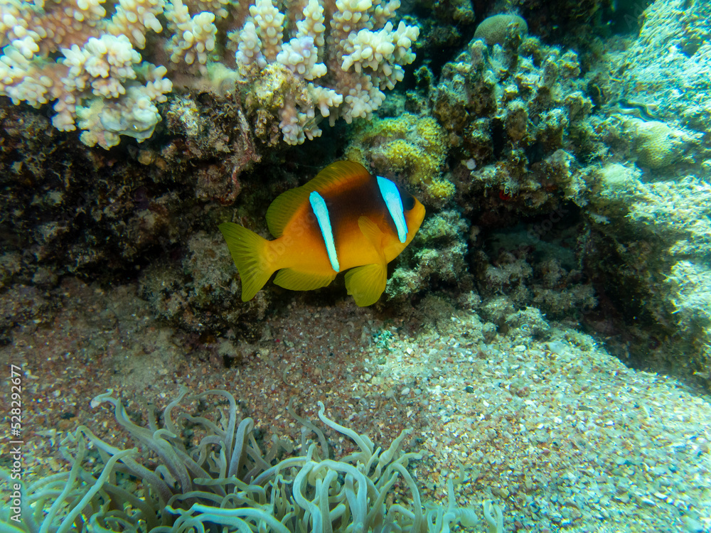 Fabulously beautiful view of the coral reef and its inhabitants in the Red Sea, Hurghada, Egypt