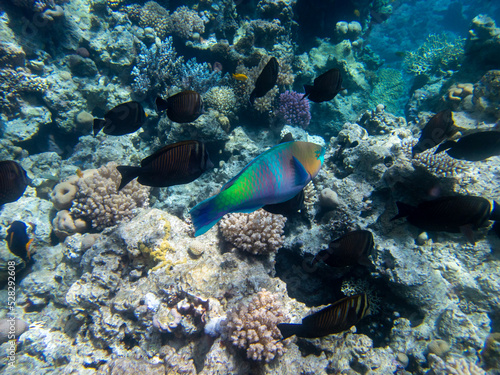 Fabulously beautiful view of the coral reef and its inhabitants in the Red Sea, Hurghada, Egypt