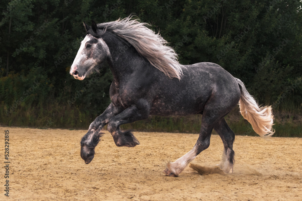 Young grey shire horse running in gallop in the outdoor arena.