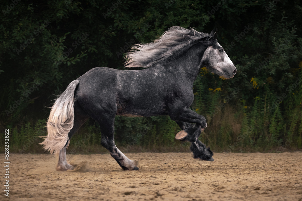 Young grey shire horse running in gallop in the outdoor arena.