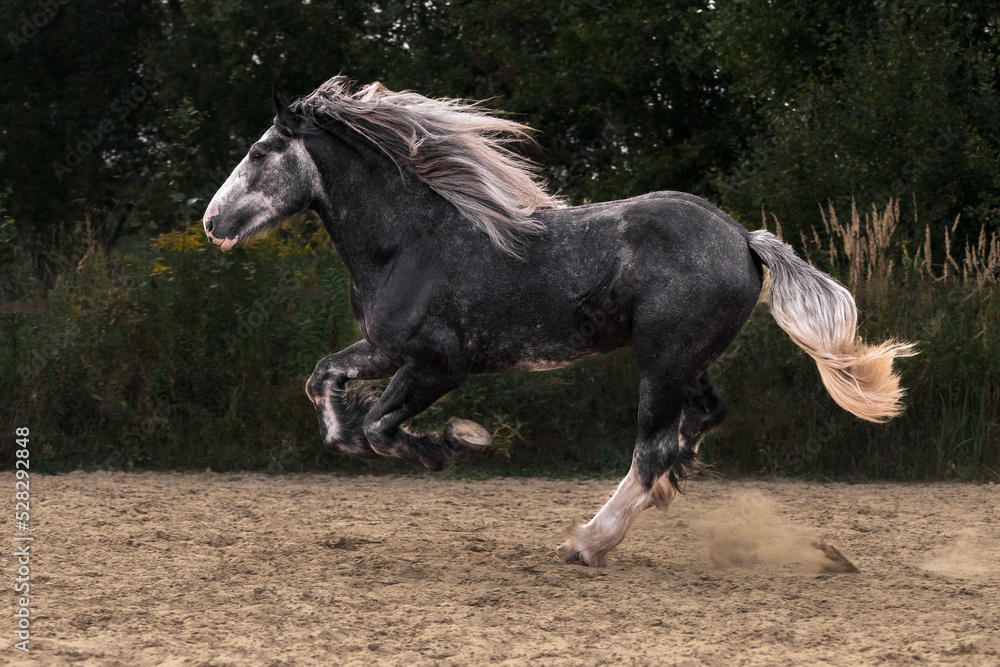 Ταπετσαρία Young grey shire horse running in gallop in the outdoor arena.