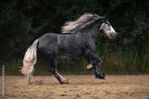Obraz na płótnie Young grey shire horse running in gallop in the outdoor arena. w salonie