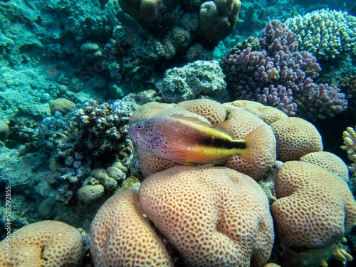 Fabulously beautiful view of the coral reef and its inhabitants in the Red Sea, Hurghada, Egypt