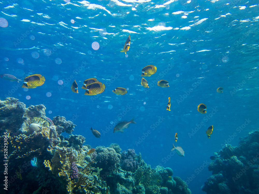 Fabulously beautiful view of the coral reef and its inhabitants in the Red Sea, Hurghada, Egypt Fabulously beautiful view of the coral reef and its inhabitants in the Red Sea, Hurghada, Egypt
