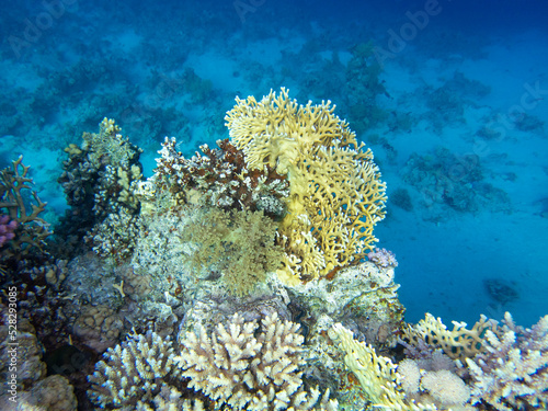 Fabulously beautiful view of the coral reef and its inhabitants in the Red Sea, Hurghada, Egypt