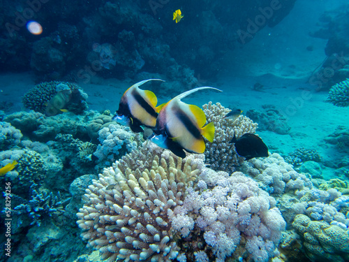 Fabulously beautiful view of the coral reef and its inhabitants in the Red Sea, Hurghada, Egypt