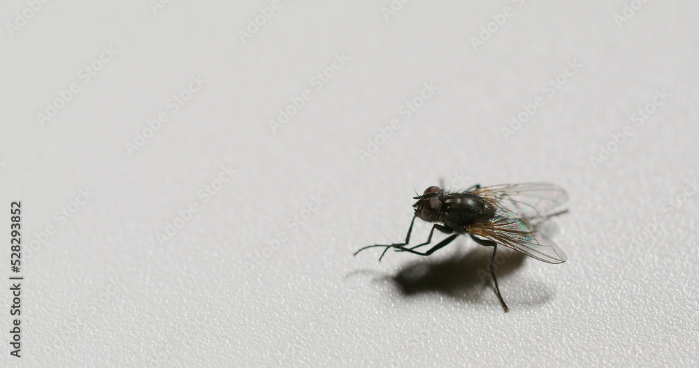 Fly closeup. Bug life. Pest insect. Housefly rubbing limbs together cleaning legs on neutral white grain texture copy space background. Fly closeup. Bug life. Pest insect. Housefly rubbing limbs together cleaning legs on neutral white grain texture copy space background.