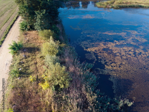 A pond contaminated with golden algae
