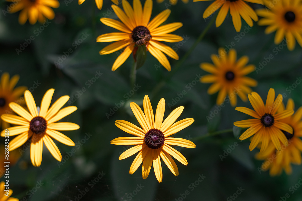 Yellow large rudbeckia flowers on a background of dark greenery. Rudbeckia with yellow flowers blooms in the garden in summer. Bright yellow rudbeckia flowers on a sunny day. Selective focus. Yellow large rudbeckia flowers on a background of dark greenery. Rudbeckia with yellow flowers blooms in the garden in summer. Bright yellow rudbeckia flowers on a sunny day. Selective focus.