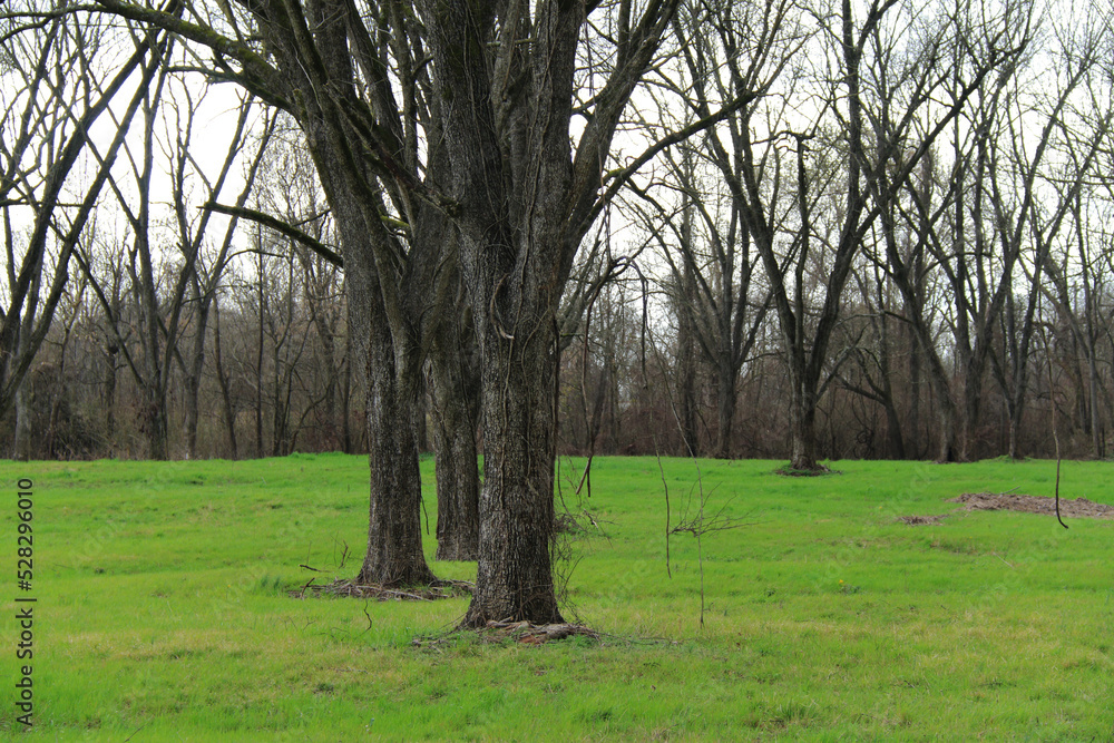 rainy wet estate mansion grounds rural yard field meadow trees autumn season empty landscape