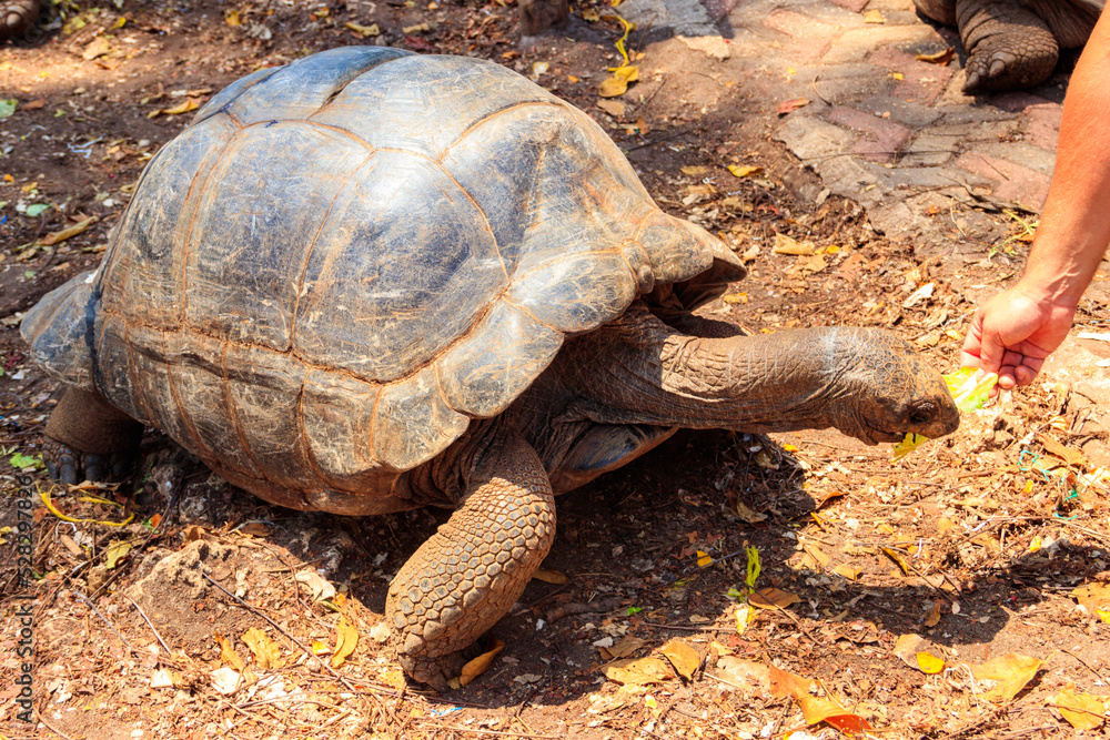 Obraz premium Person hand feeding aldabra giant tortoise on Prison island, Zanzibar in Tanzania