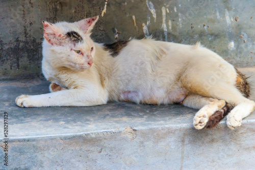 Stray hungry cat on the city street