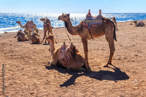 Camels on the shore of the Red Sea in the Gulf of Aqaba. Dahab, Egypt © olyasolodenko