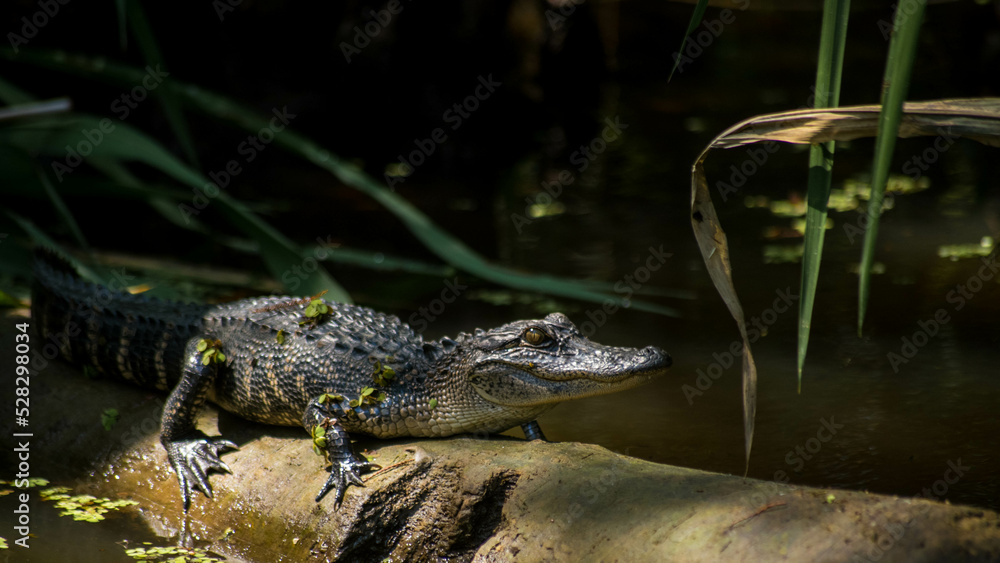 American alligator American alligator